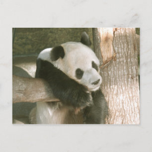Postal Cartão da panda gigante