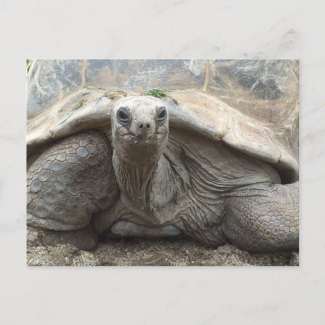 Postal Cartão da tartaruga de Galápagos (Frente)