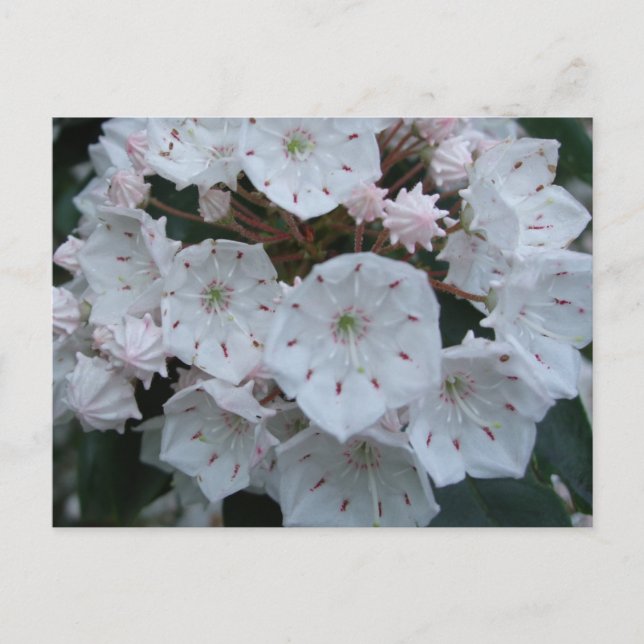 Postal Cartão das flores do louro de montanha (Frente)