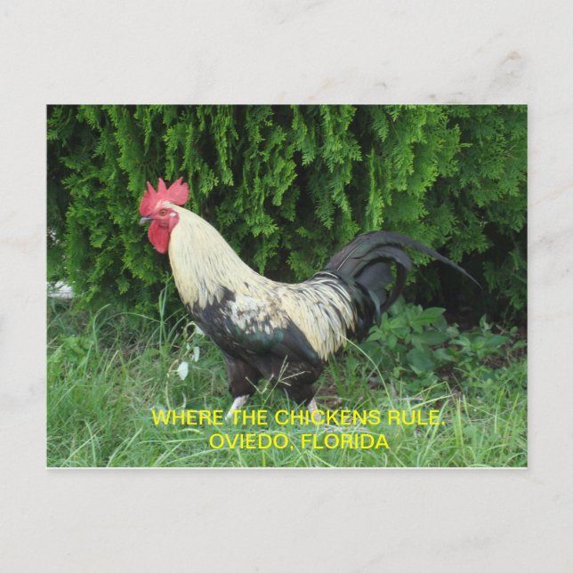 Postal Cartão das galinhas de Oviedo (Frente)