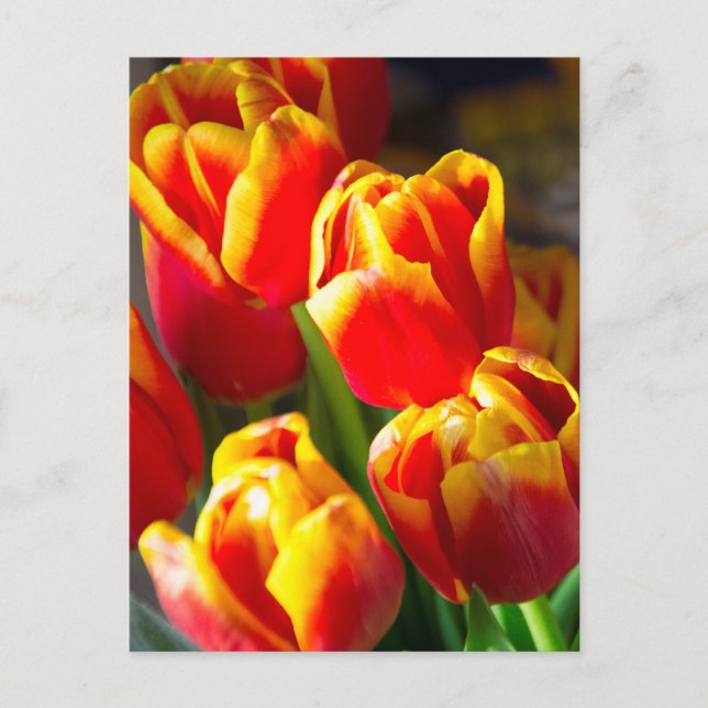 Postal Cartão das tulipas (Frente)