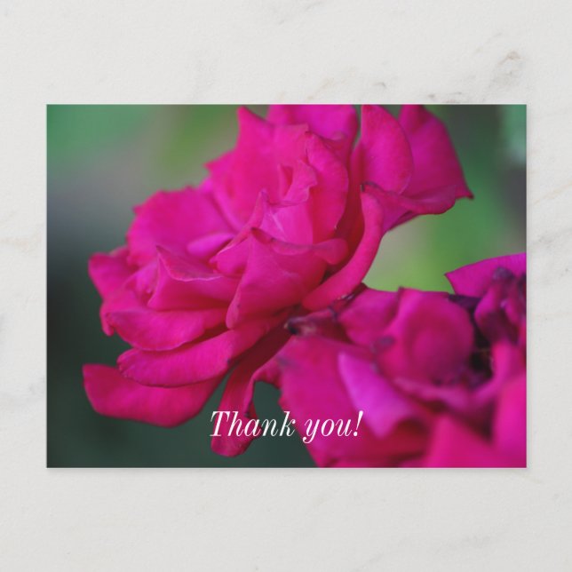 Postal Cartão de Agradecimento com Rosa Rosa Florescida (Frente)
