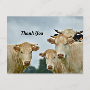 Postal Cartão de agradecimento das vacas