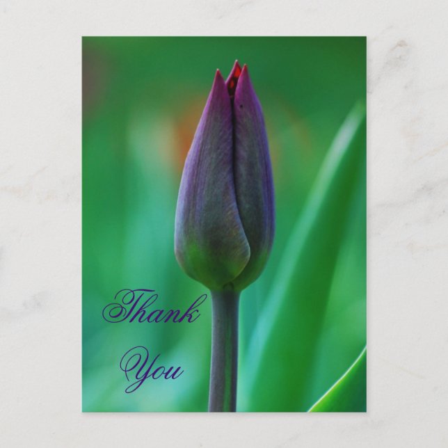 Postal Cartão de agradecimento de tulipa roxa fresca em f (Frente)