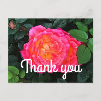 Postal Cartão de agradecimento Tiddly Winks Rose #1 