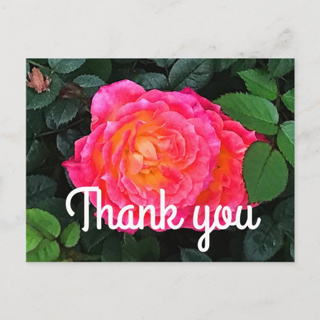 Postal Cartão de agradecimento Tiddly Winks Rose #1  (Frente)