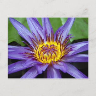 Postal Cartão de água