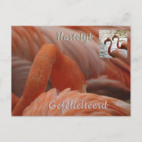 Cartão de Aniversário com Flamingo em Close Up