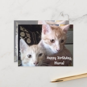 Postal Cartão de aniversário com foto de gatos na frente 