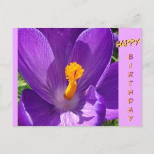 Postal Cartão de Aniversário Crocus Close-Up Feliz Aniver
