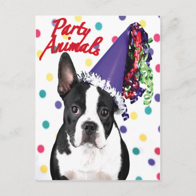 Postal Cartão de Aniversário de Boston Terrier (Frente)