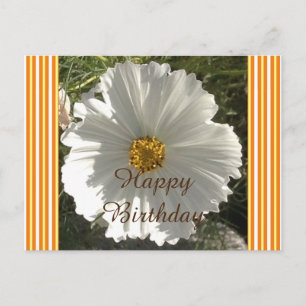 Postal Cartão de Aniversário de Flor do Cosmos Branco