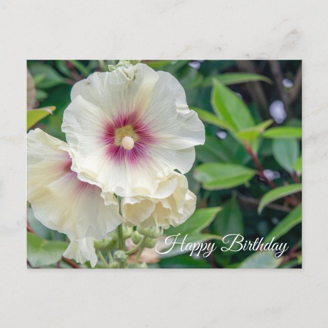 Postal Cartão de aniversário de flores Hollyhock (Frente)