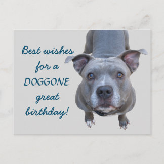 Postal Cartão de Aniversário do Excelente Pitbulgo