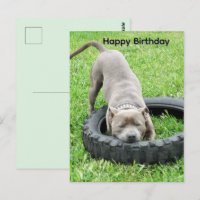 Cartão de aniversário do jovem Staffordshire Bull