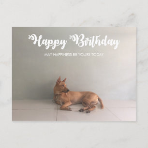 Postal Cartão de Aniversário Feliz do Cão de Ridgeback Ta