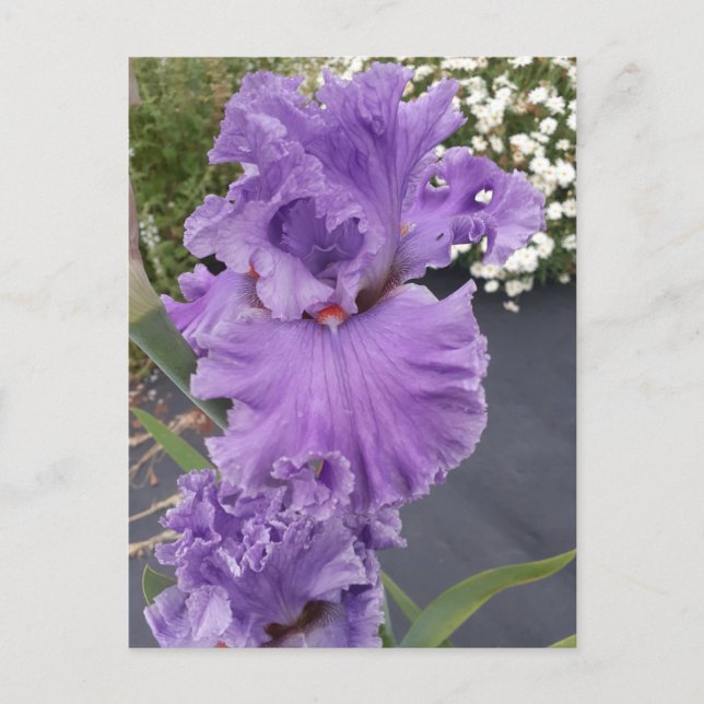 Postal Cartão de Aniversário Floral Flor de Íris Roxa (Frente)