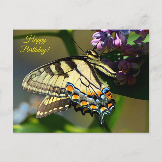 Postal Cartão de Aniversário Tiger Swallowtail (Frente)