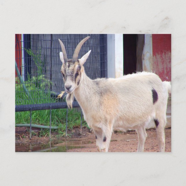 Postal cartão de cabra (Frente)