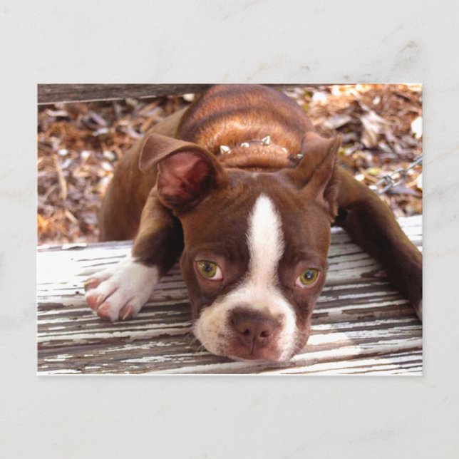 Postal Cartão de Condolências Boston Terrier (Frente)