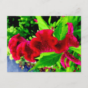 Postal Cartão de Cristata do Celosia de Sgantzos