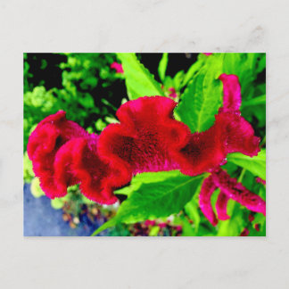 Postal Cartão de Cristata do Celosia de Sgantzos