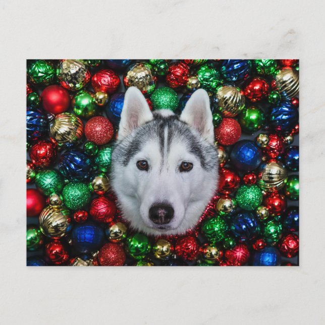 Postal Cartão de Enfeites de natal Siberian Husky (Frente)