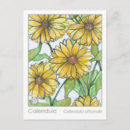 Postal Cartão de Estudo de Ervas da Matéria Médica de Cal