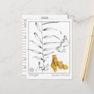 Postal Cartão de Estudo de Medicina de Materia Ginger