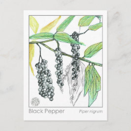 Postal Cartão de Estudo de Medicina Herbácea Medicina à B