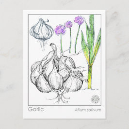 Postal Cartão de Estudo de Planta de Alho de Materia Medi