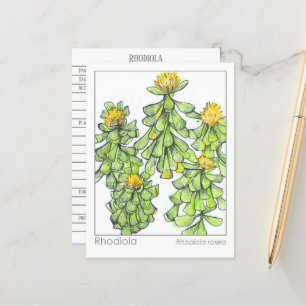 Postal Cartão de Estudo de Plantas de Materia Medica Rhod