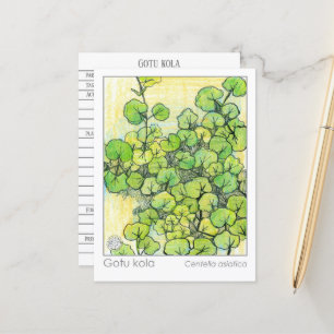 Postal Cartão de Estudo de Plantas Herbáceas Medicinais G