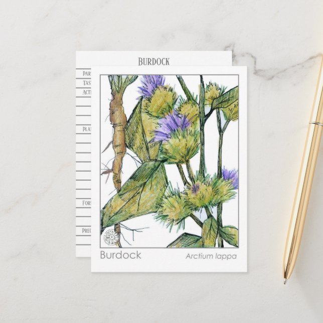 Postal Cartão de Estudo de Plantas Herbais com Materia Me (Frente/Verso In Situ)