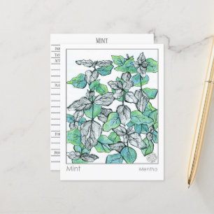 Postal Cartão de Estudo de Plantas Herbais de Mint Tea