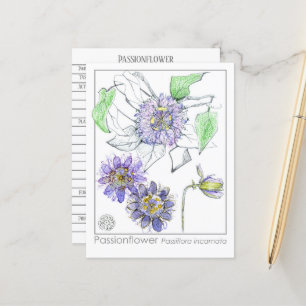 Postal Cartão de Estudo de Plantas Passionflower Medica H