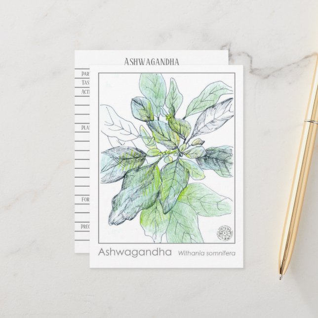 Postal Cartão de Estudo Herbal Ashwagandha Materia Medica (Frente/Verso In Situ)