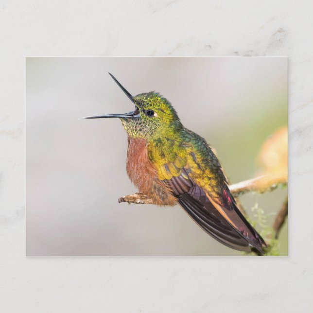 Postal Cartão de fala do colibri (Frente)