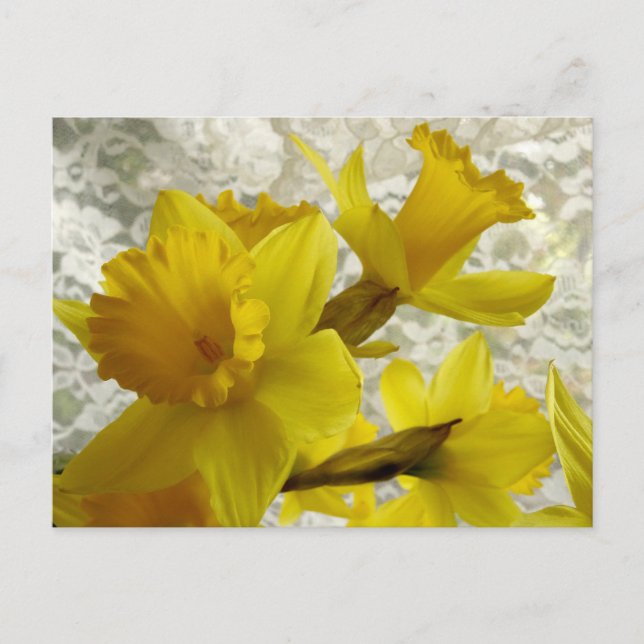 Postal Cartão de Férias de Primavera Narciso (Frente)