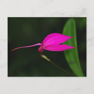 Postal Cartão de Flor
