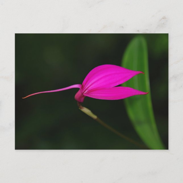 Postal Cartão de Flor (Frente)