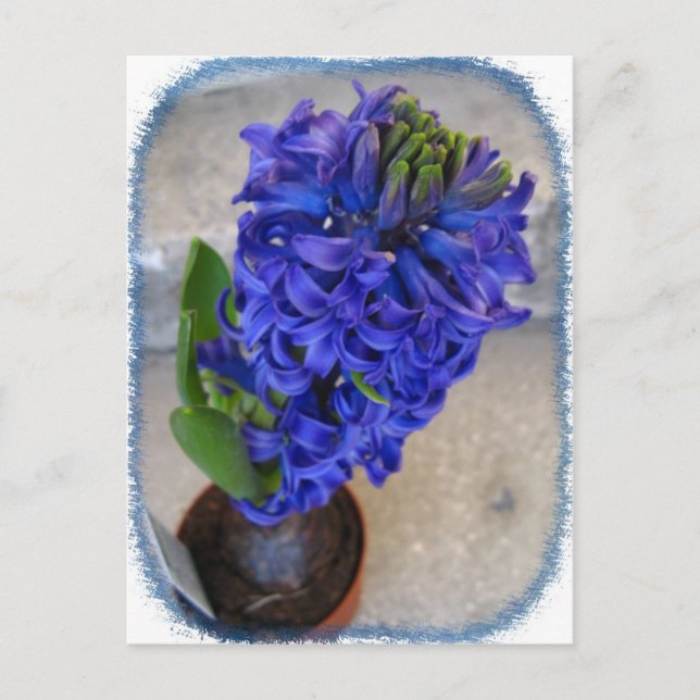 Postal Cartão de flor azul (Frente)