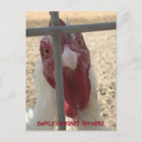 Cartão de Frango que Perturba as Penas de Alguém