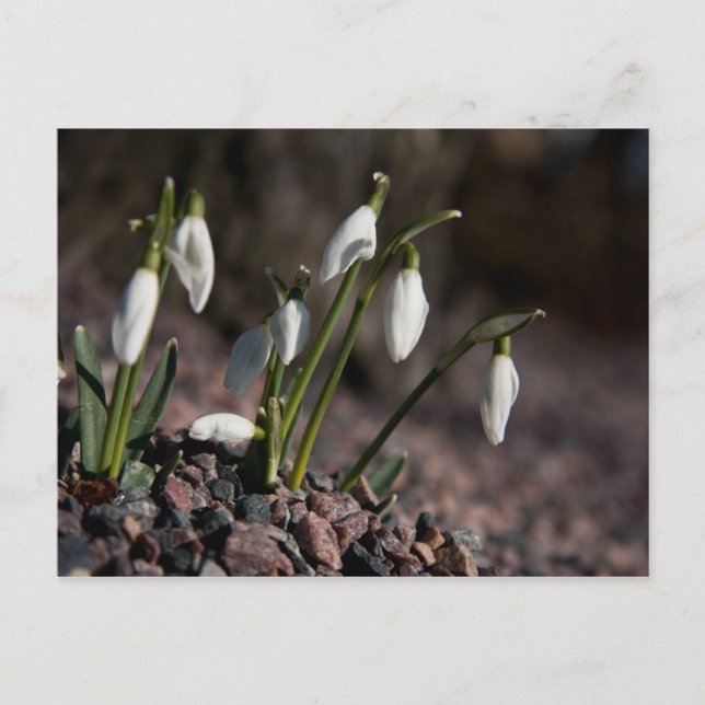 Postal Cartão de Galanthus (Frente)