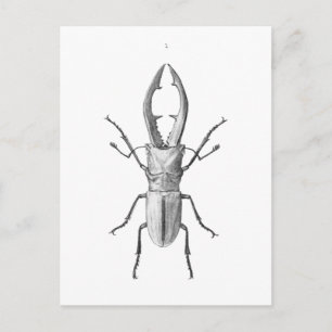 Postal Cartão de ilustração do besouro da safra
