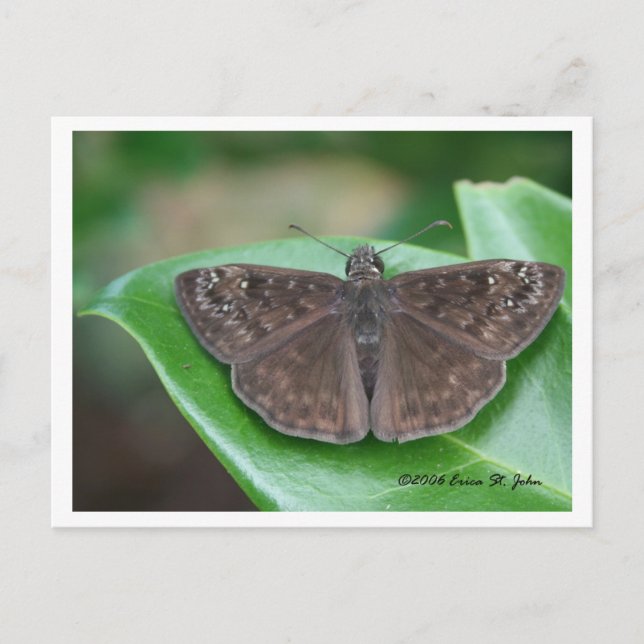 Postal Cartão de Intenções Mensais (Frente)