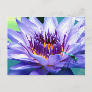 Postal Cartão de Lilly
