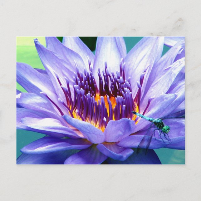 Postal Cartão de Lilly (Frente)