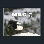 Postal Cartão de Magpi<br><div class="desc">Este cartão do bobo caracteriza uma foto de um magpie na neve. Acima do magpie,  o texto diz,  "mag" junto com o símbolo do pi. Dê sua!) amigos ou família matemática-loving (ou pássaro-loving uma risada com este cartão do divertimento. Faz um grande presente para um professor de matemática!</div>