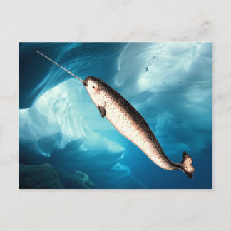 Postal Cartão de Narwhal